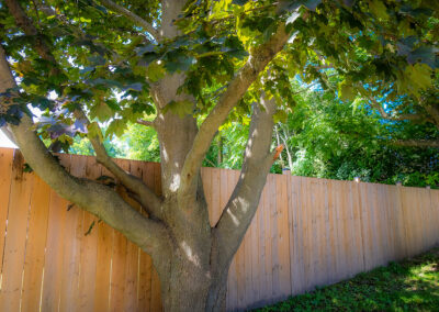 New fence built around a tree